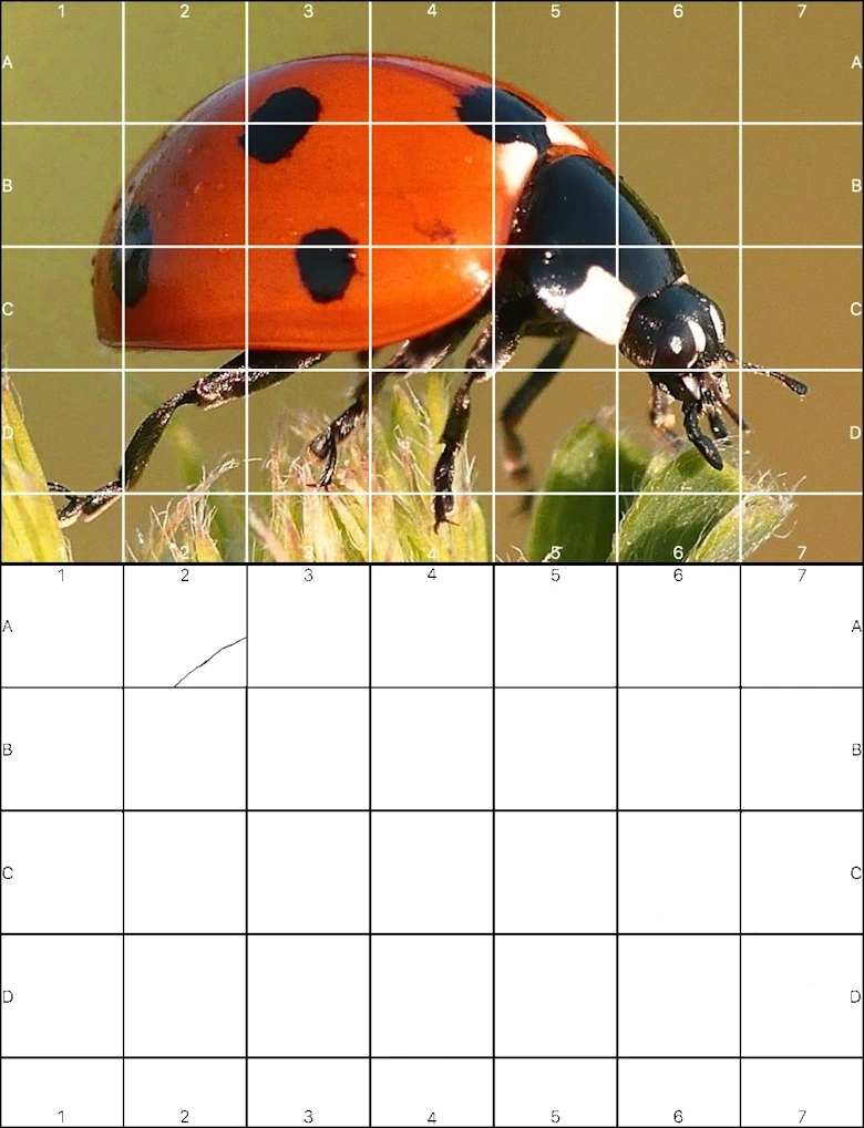 grid approach correct proportions sketch over grid photo